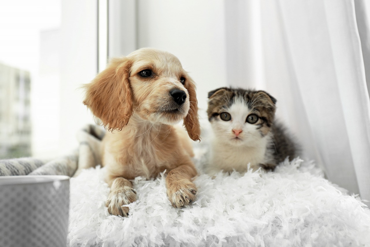 AdobeStock_293448245